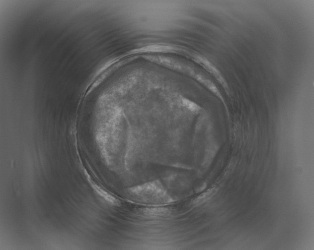 X0000073861425200609071621