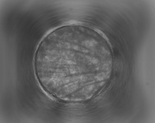 X0000073861429200609071621