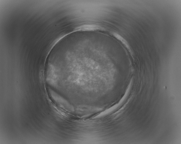 X0000073861473200609071620