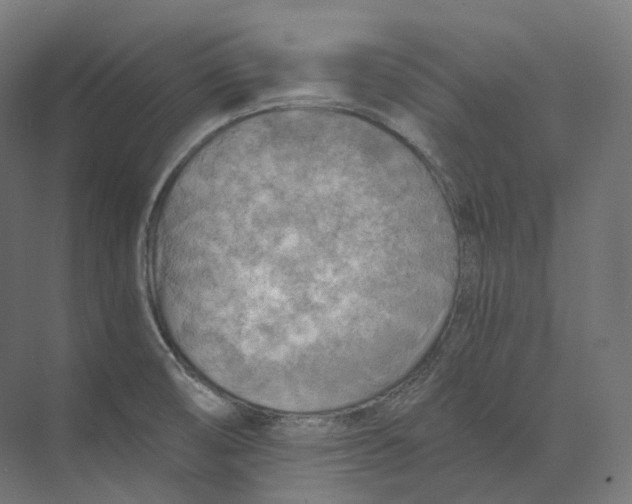 X0000073861474200609071620