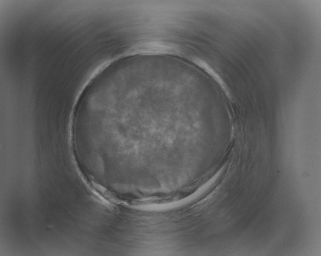 X0000073861477200609071620