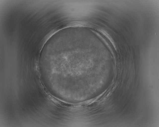 X0000073861481200609071620