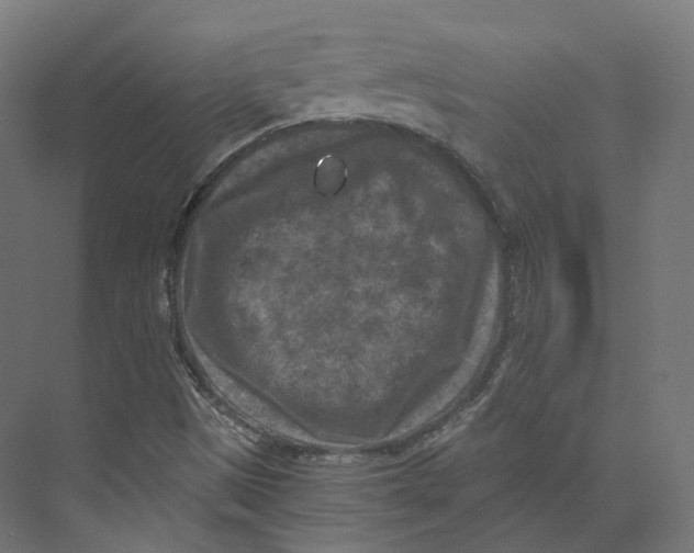 X0000073861497200609071619