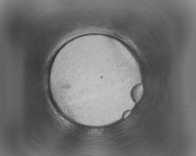 X0000073861504200609071619