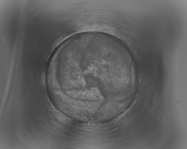 X0000073861505200609071619