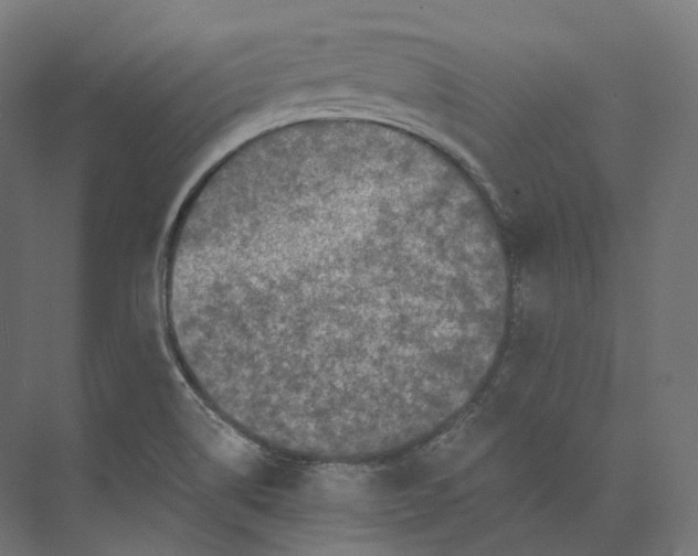 X0000073861514200609071620