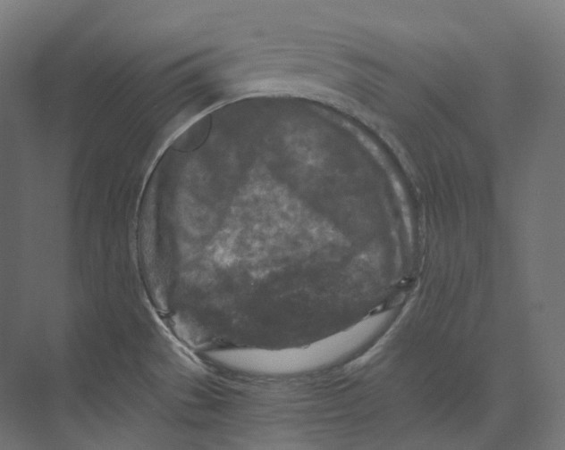 X0000073861529200609071620