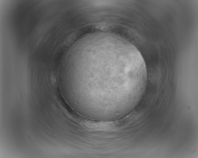 X0000073870036200608101521