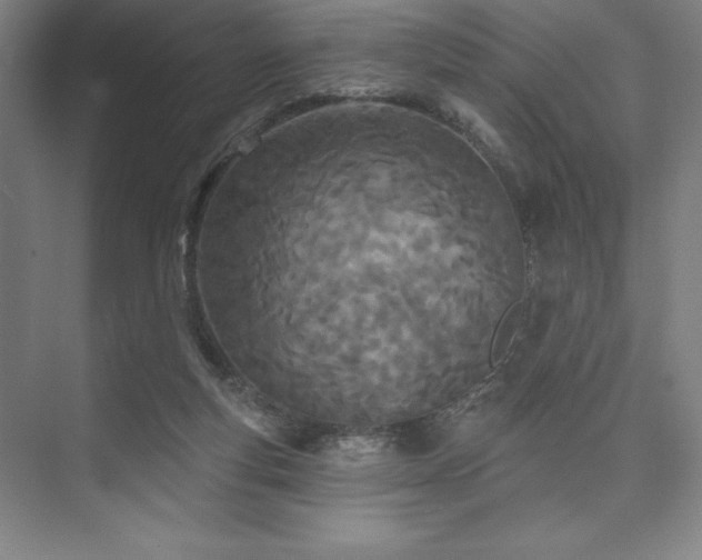 X0000073870163200608101519