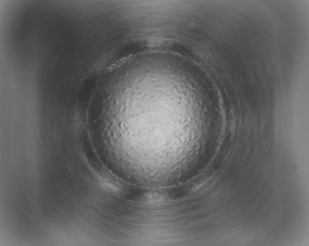 X0000073870272200608101517