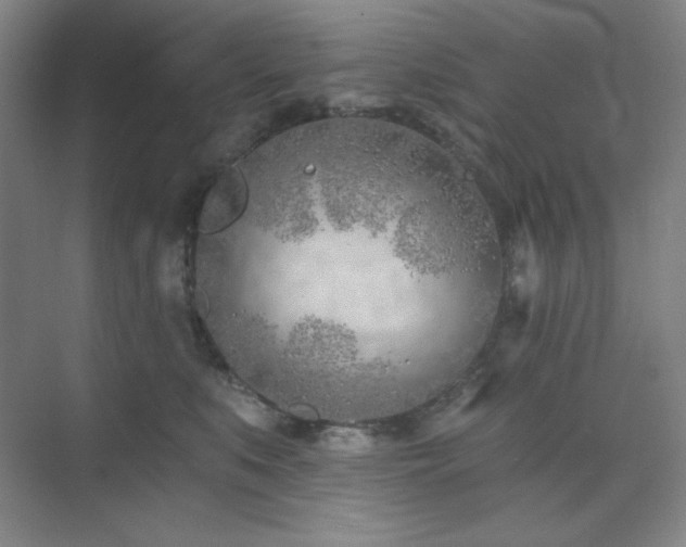 X0000073870519200608101513