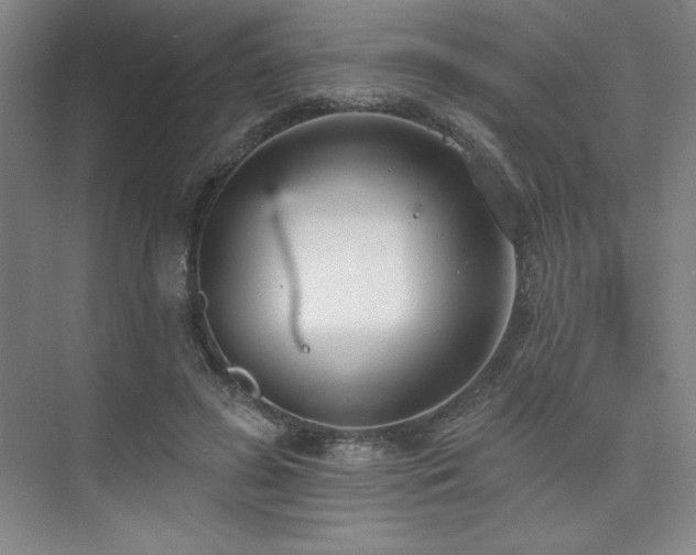 X0000073870596200608101512