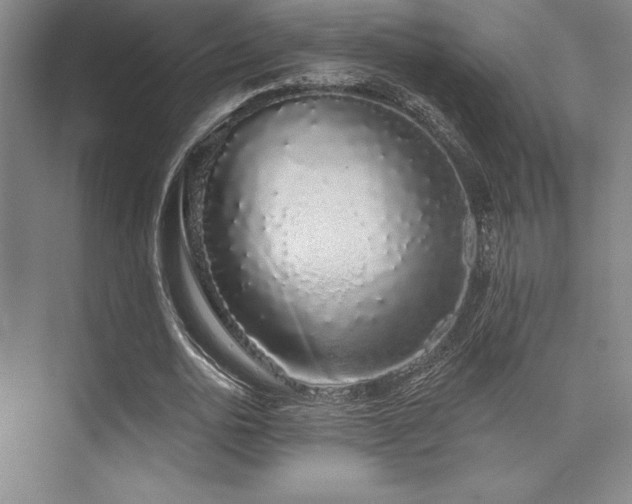 X0000073870726200608101509