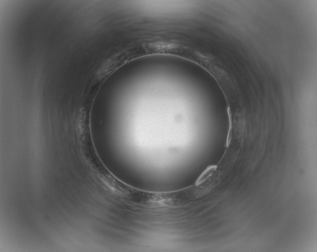 X0000073870760200608101509