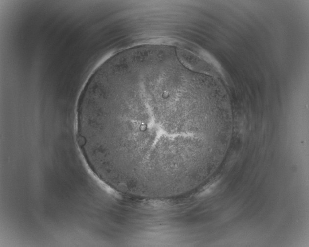 X0000073871095200608101503