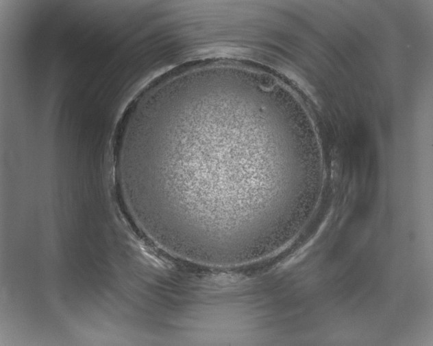 X0000073871117200608101502