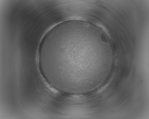 X0000073871125200608101502