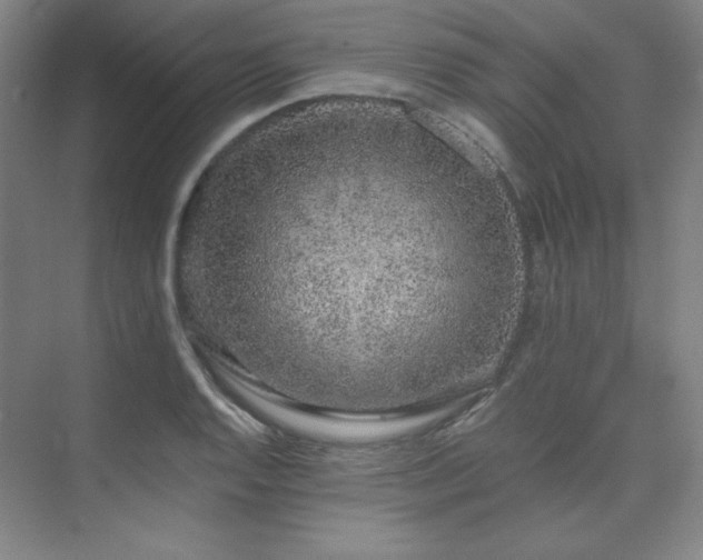 X0000073871128200608101503