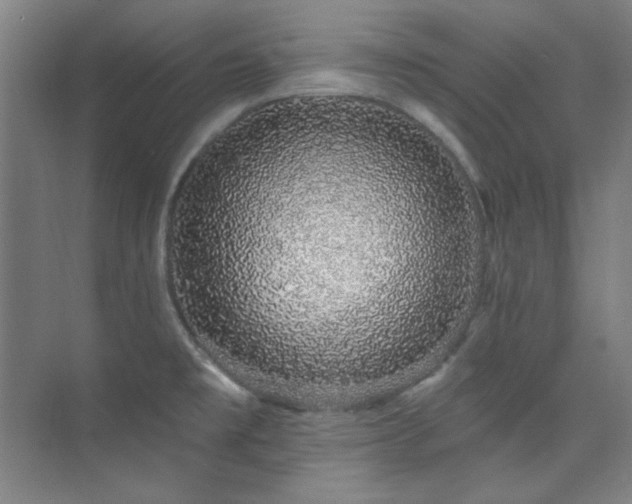 X0000073871477200608101457