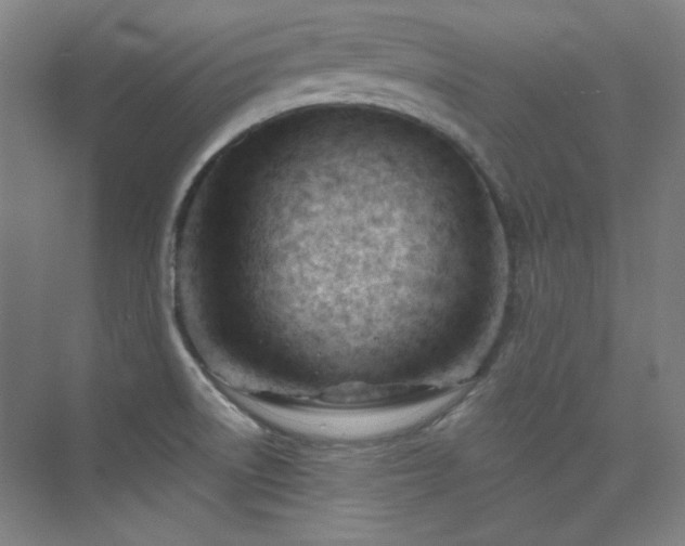 X0000073871522200608101456