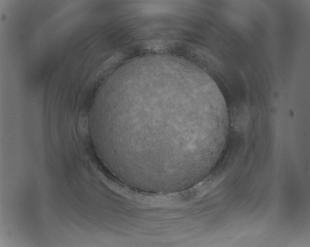 X0000073870036200608171018