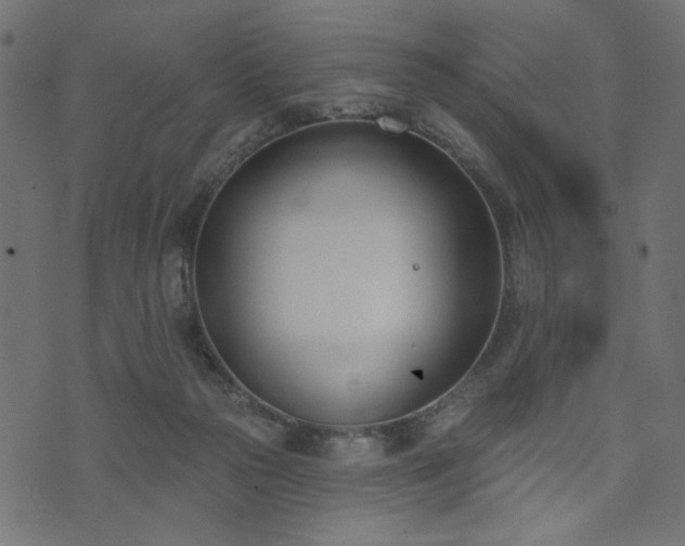 X0000073870169200608171016