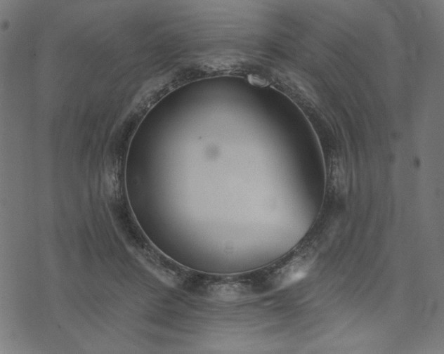 X0000073870408200608171012