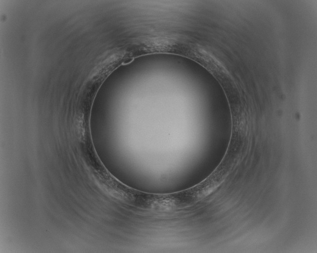 X0000073870599200608171009