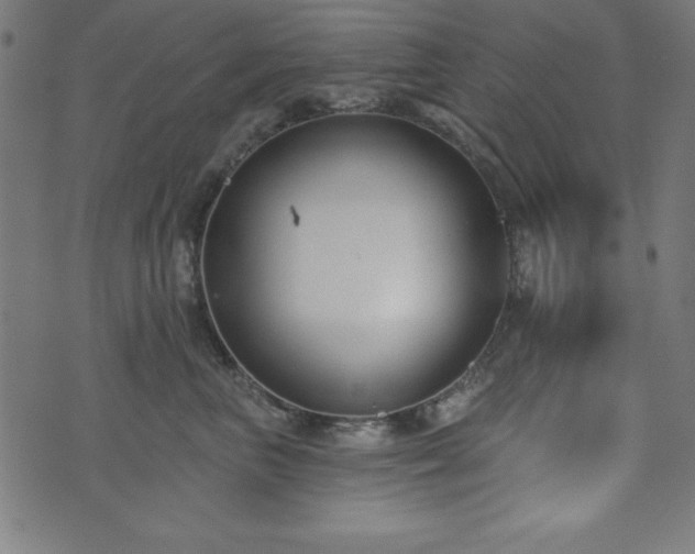 X0000073870667200608171009