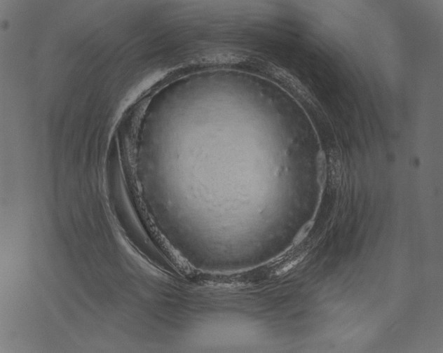 X0000073870726200608171007