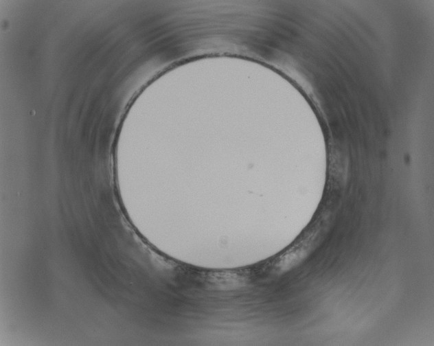 X0000073870807200608171006