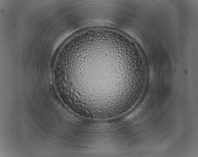 X0000073870925200608171003