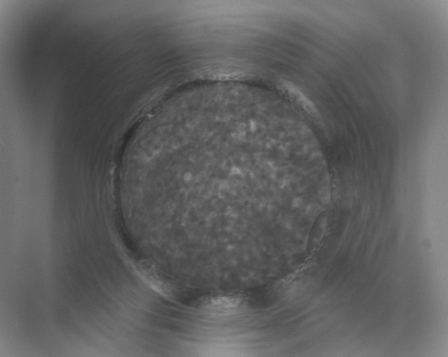 X0000073870163200608312102