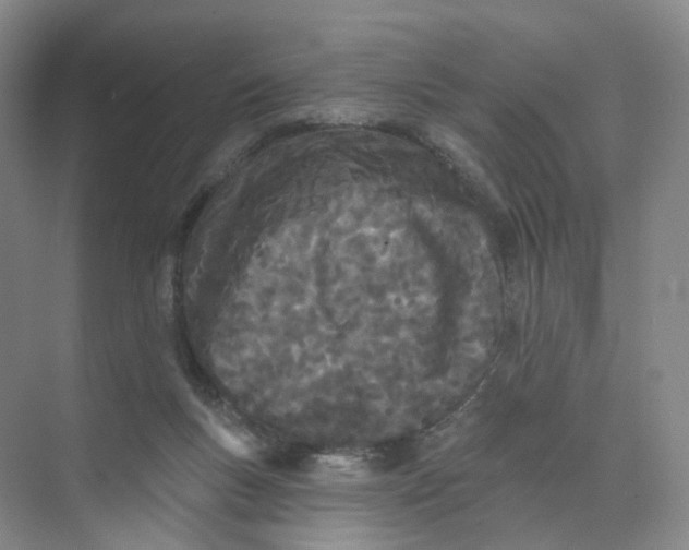 X0000073870167200608312102