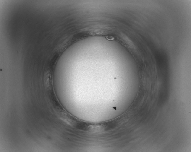 X0000073870169200608312102