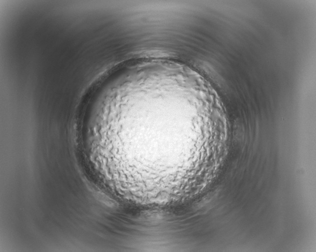 X0000073870351200608312058