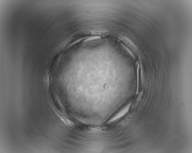 X0000073870405200608312058