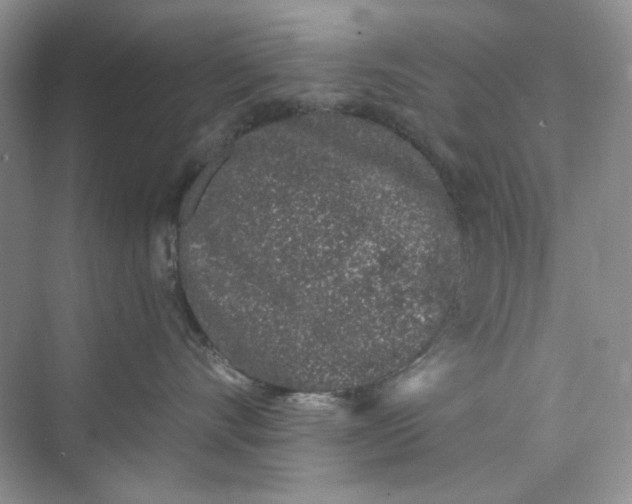 X0000073870528200608312056