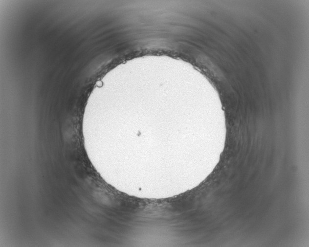 X0000073870824200608312050