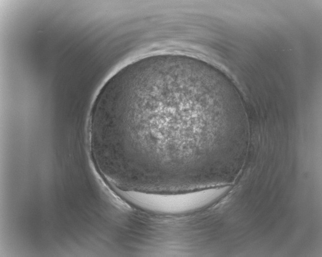 X0000073871522200608312039