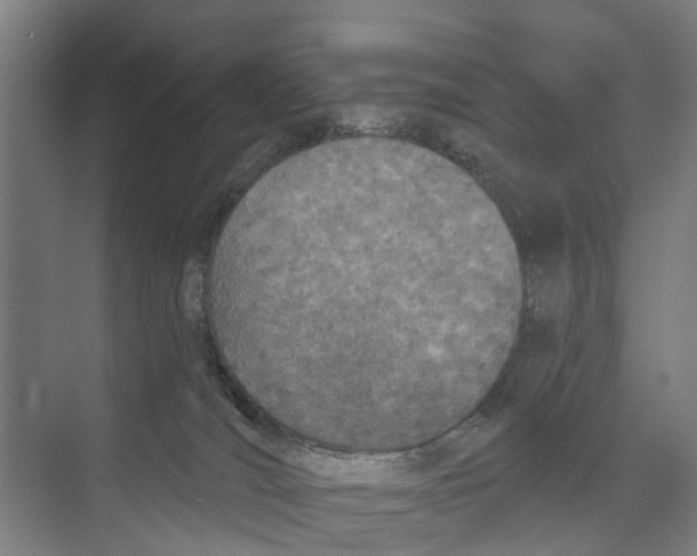 X0000073870036200609071710