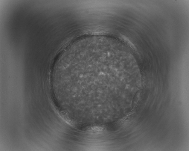 X0000073870163200609071708