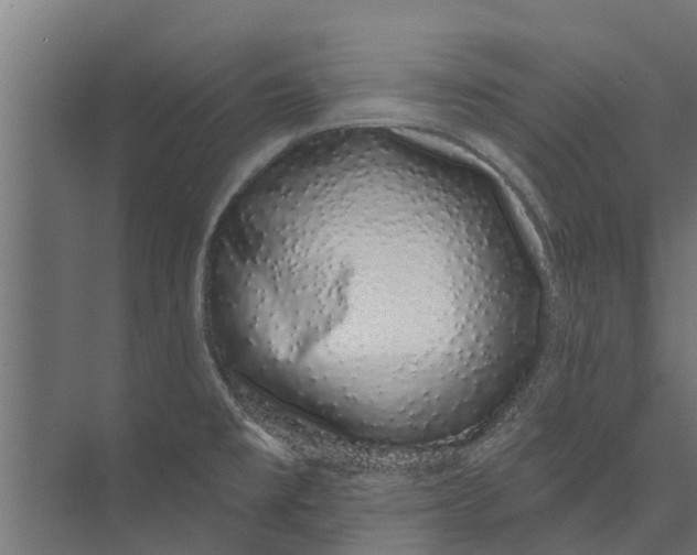 X0000073871477200609071646