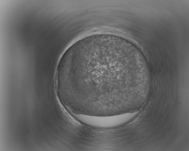 X0000073871522200609071646