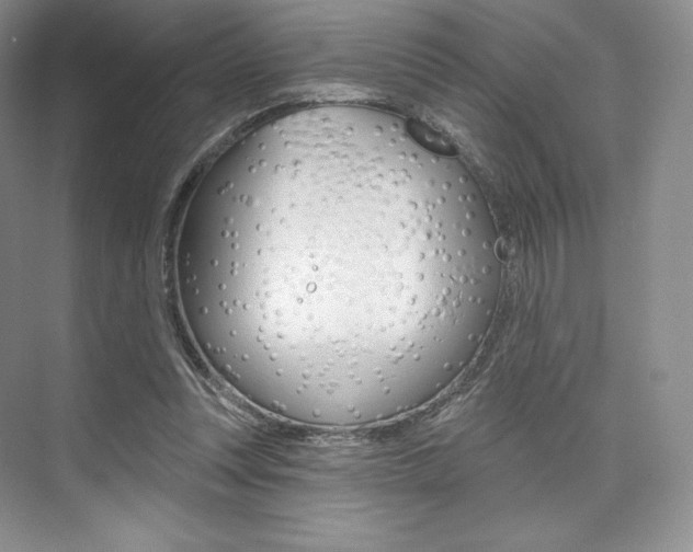 X0000073890351200608110915