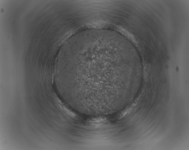 X0000073890065200608180944