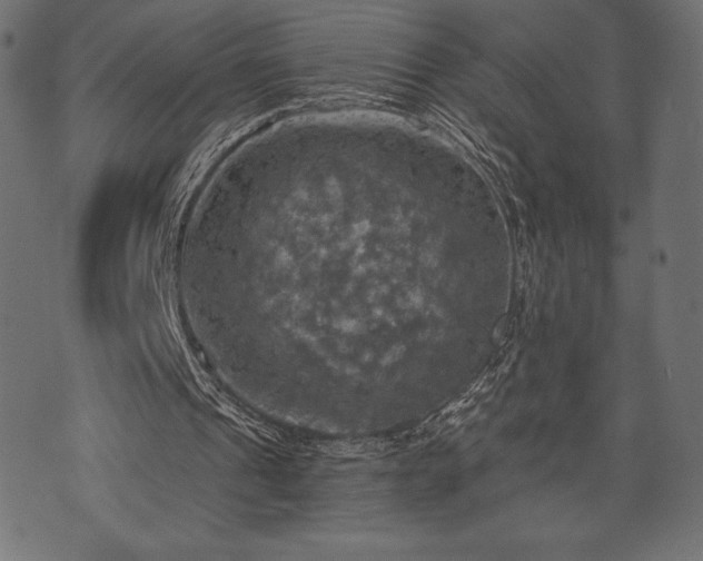 X0000073890241200608180940