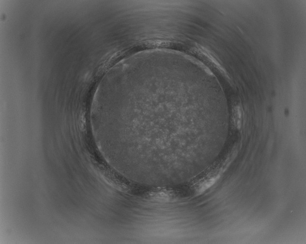 X0000073890259200608180941