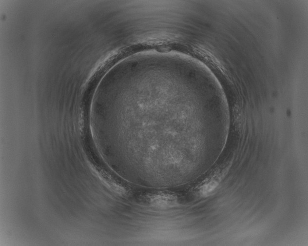 X0000073890400200608180939