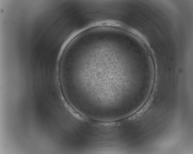 X0000073890816200608180932